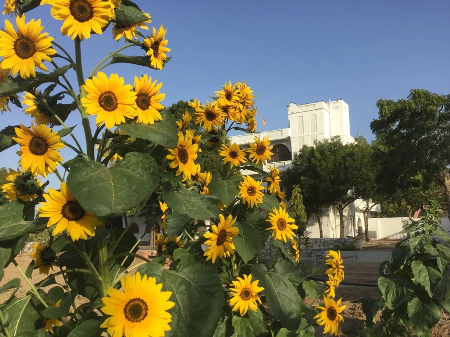 tall and glorious 1200